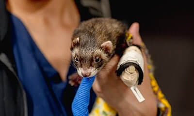 Emergency and Sick Pet Care Emergency and Sick Pet Care Services