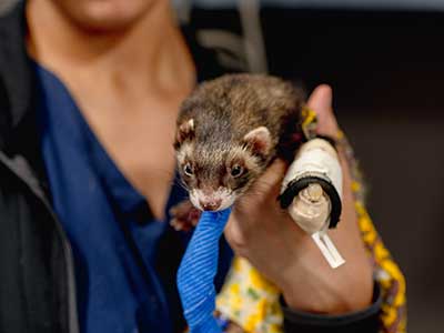 Employment Application Form