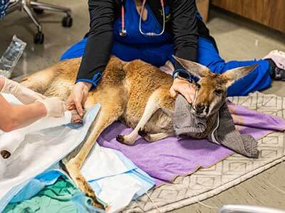 Kangaroos and Wallaby Services