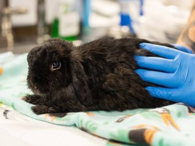 Small Exotic Mammal Services