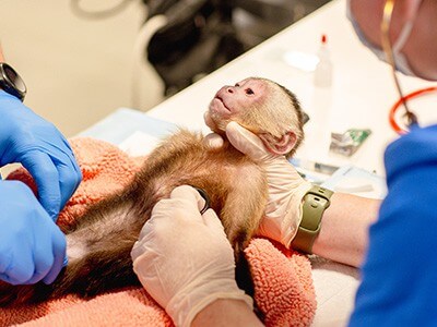 New World Primates and Lemurs Services