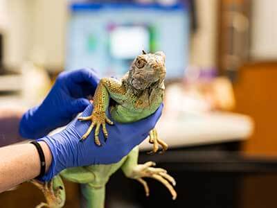 Referring Veterinarian Form