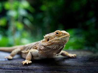 Reptile and Amphibian Care