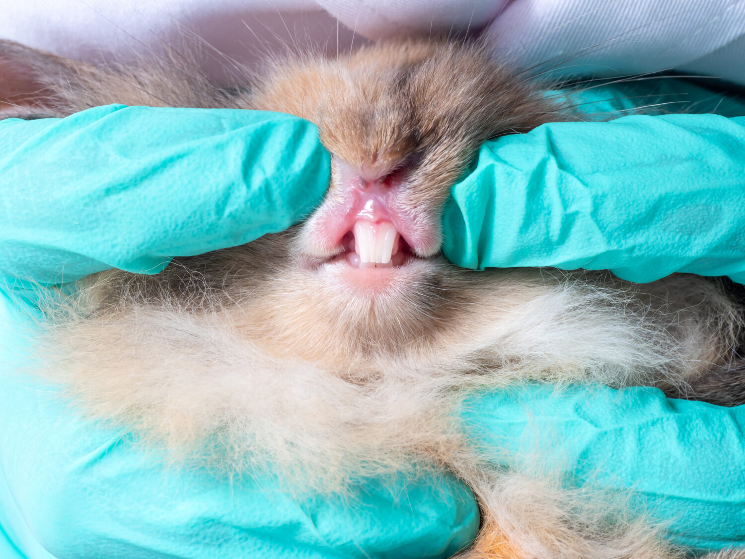 Importance of Rabbit Dentistry | Texas Avian & Exotic Hospital