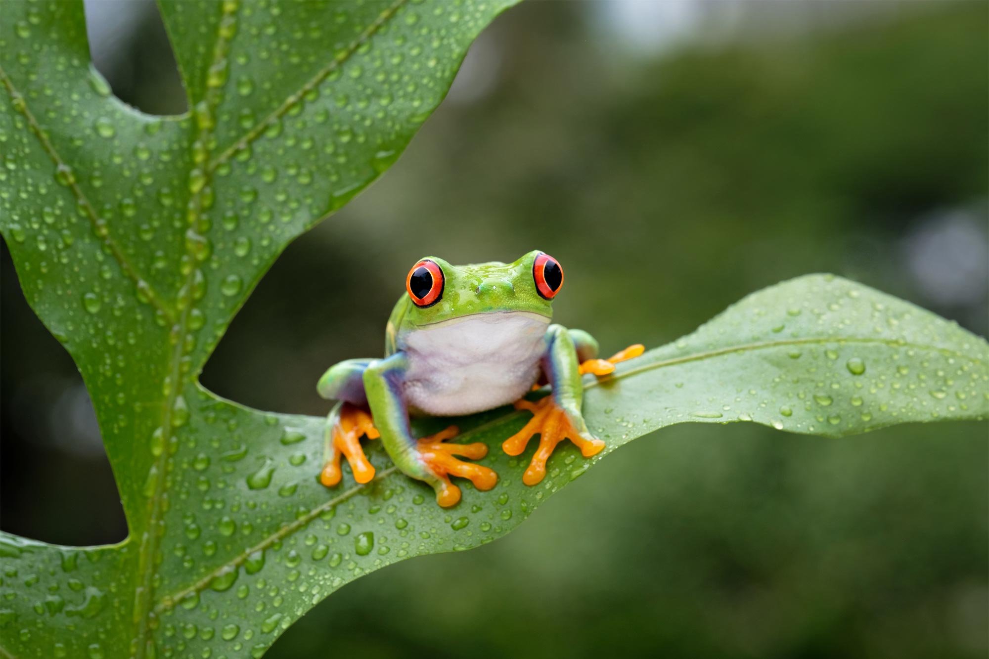 What Are the Best Warm-Weather Care Tips for Reptiles? 6 Ways to Keep Them Healthy