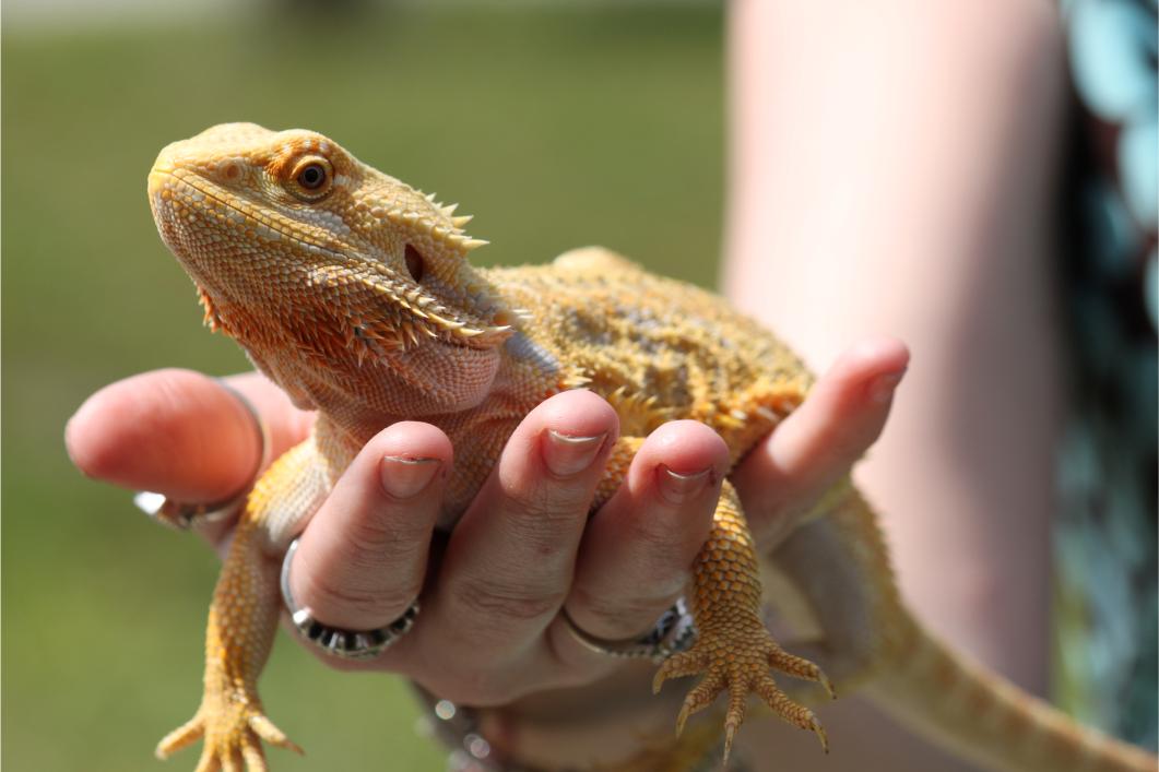 What Are the Best Warm-Weather Care Tips for Reptiles? 6 Ways to Keep Them Healthy
