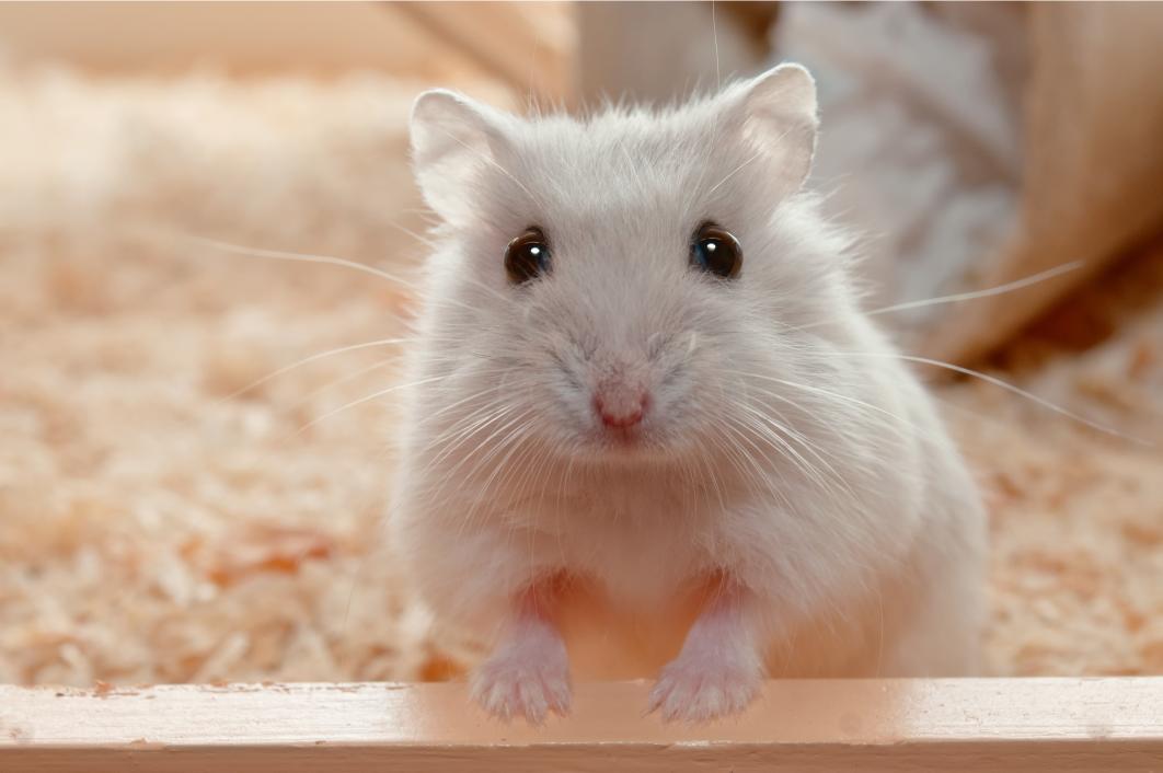 Hamster in its habitat.