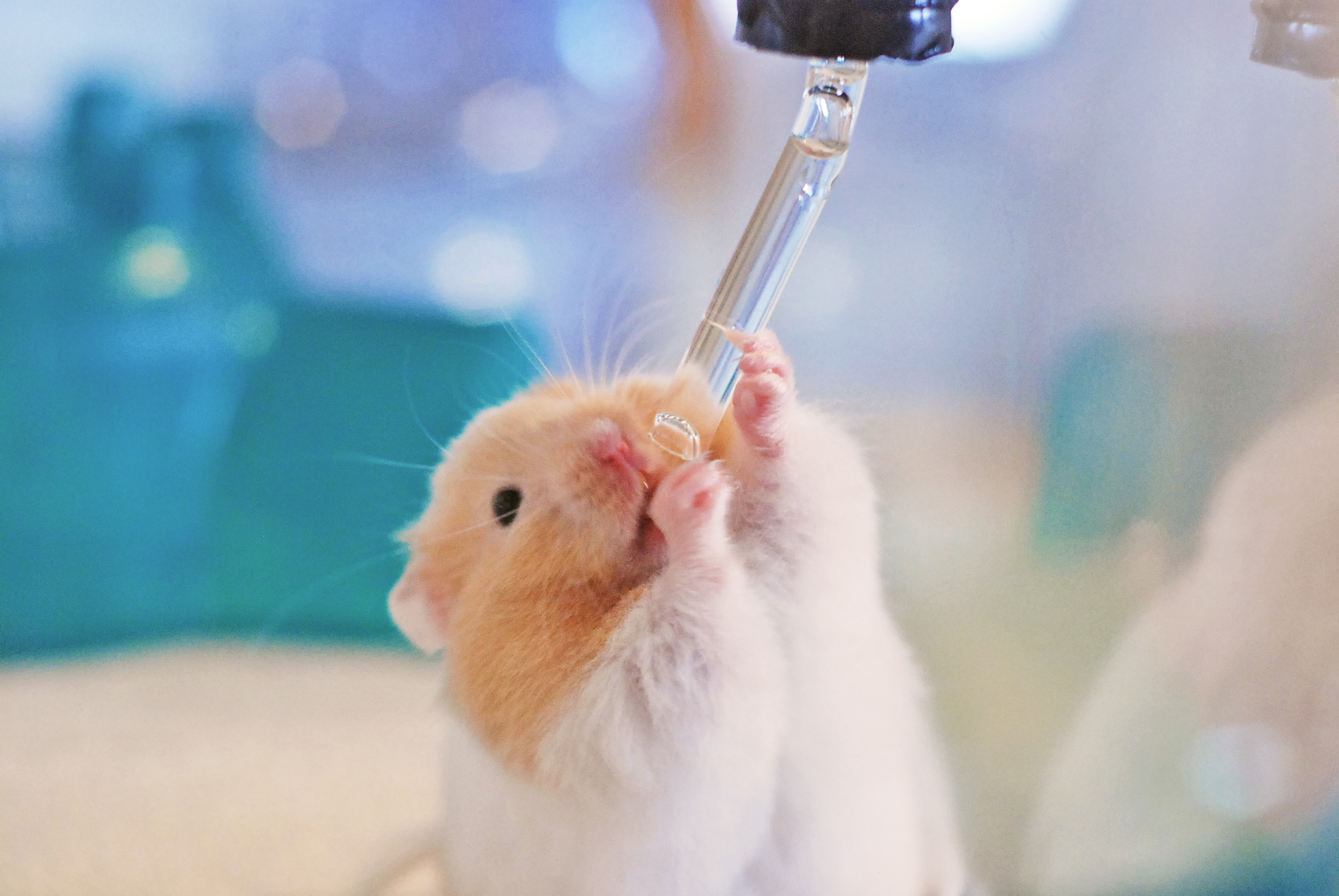 Hamster drinking water.