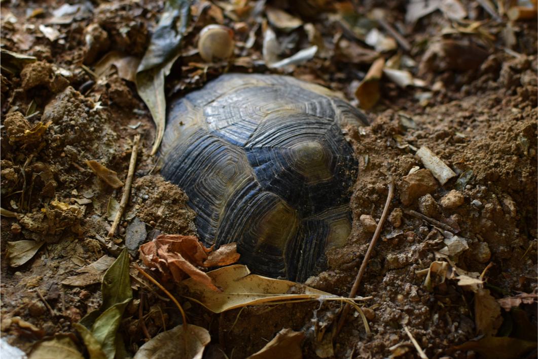 Turtle half buried.