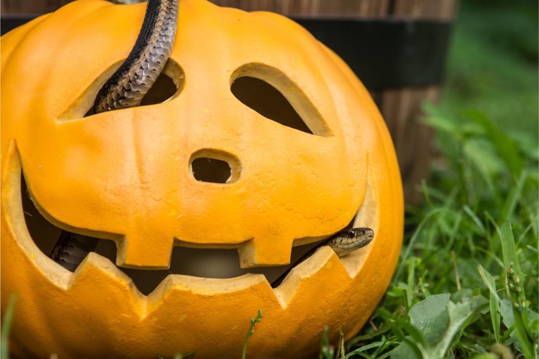Snack in a pumpkin.