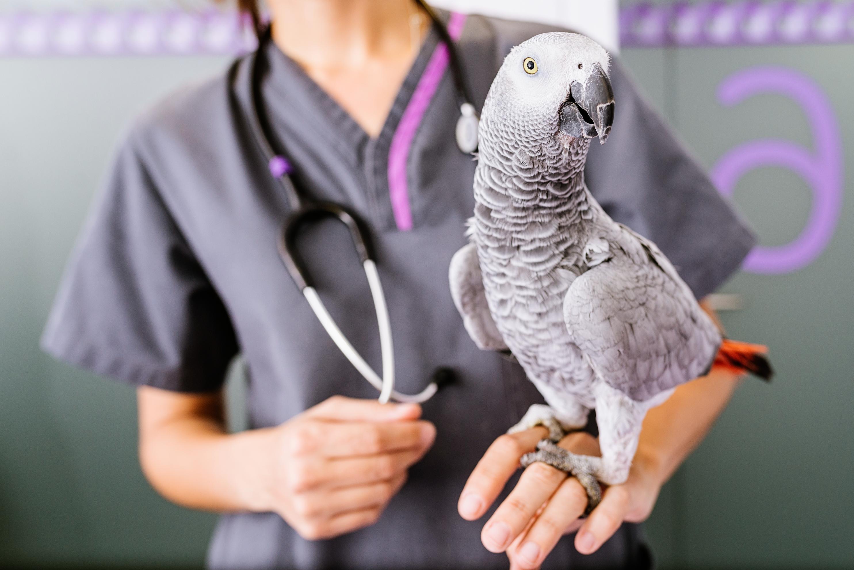 Veterinarian holding a parrot.