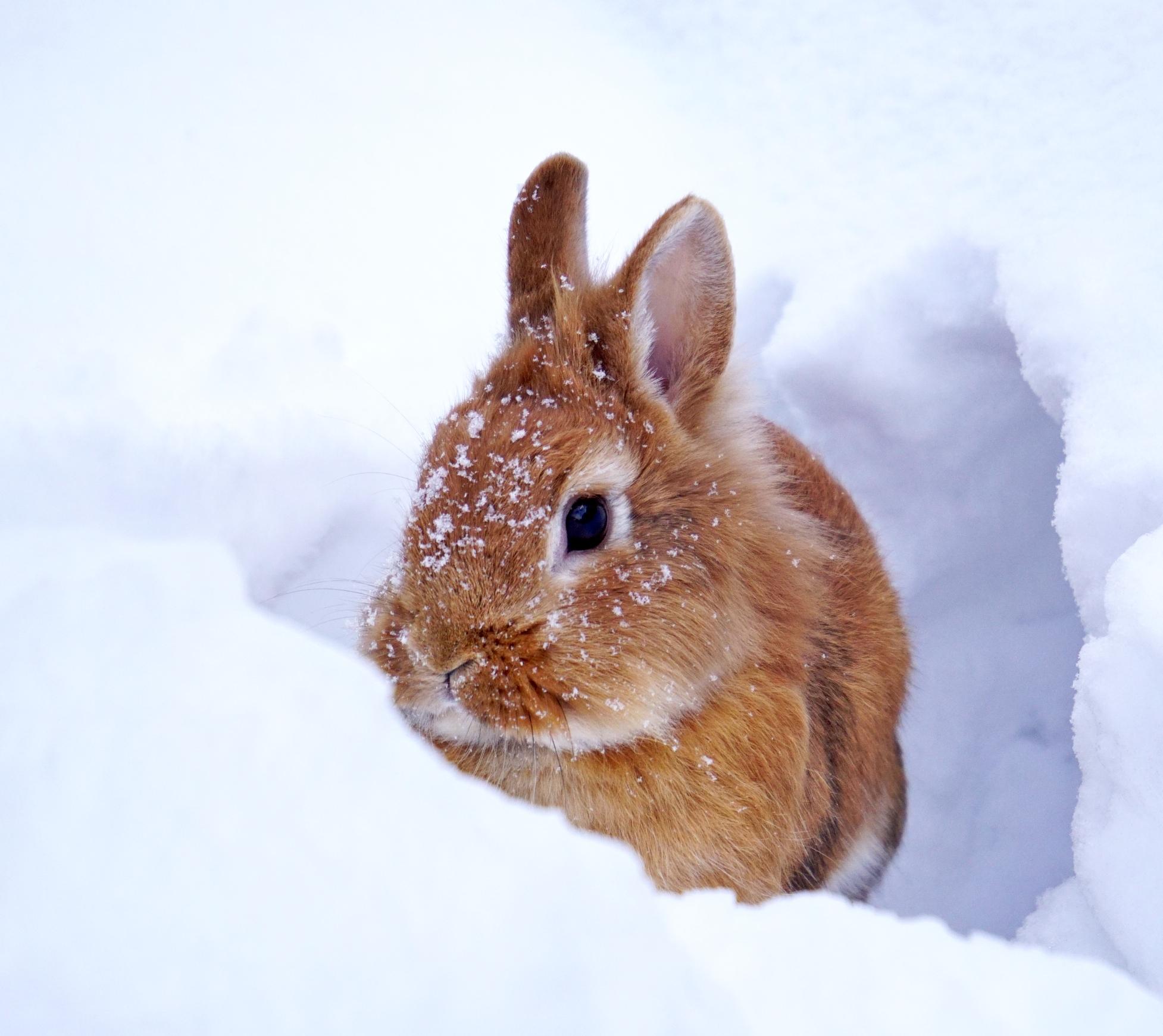 Rabbit in the snow.