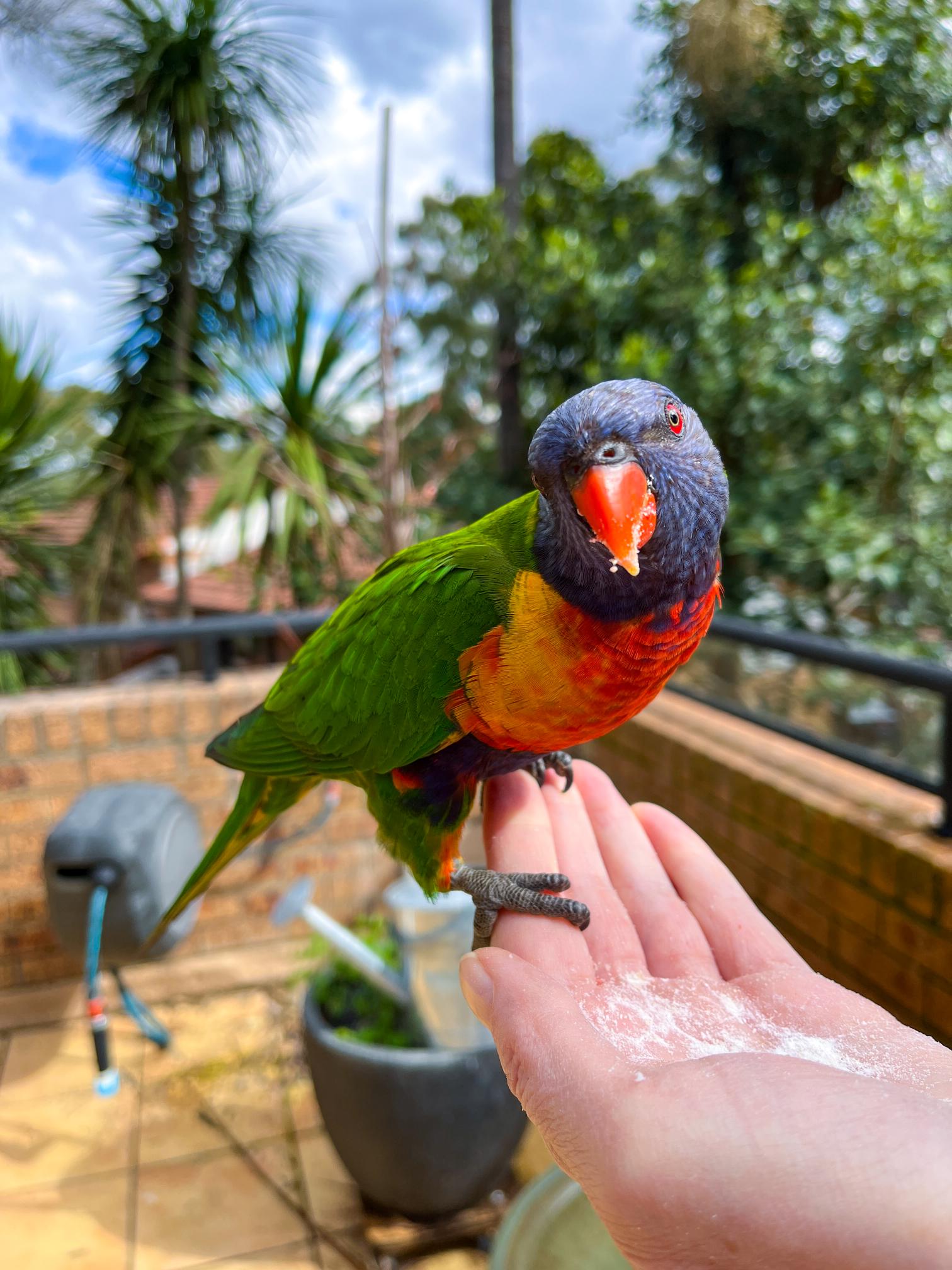 Feeding Your Exotic Pet: Common Diet Mistakes Owners Make