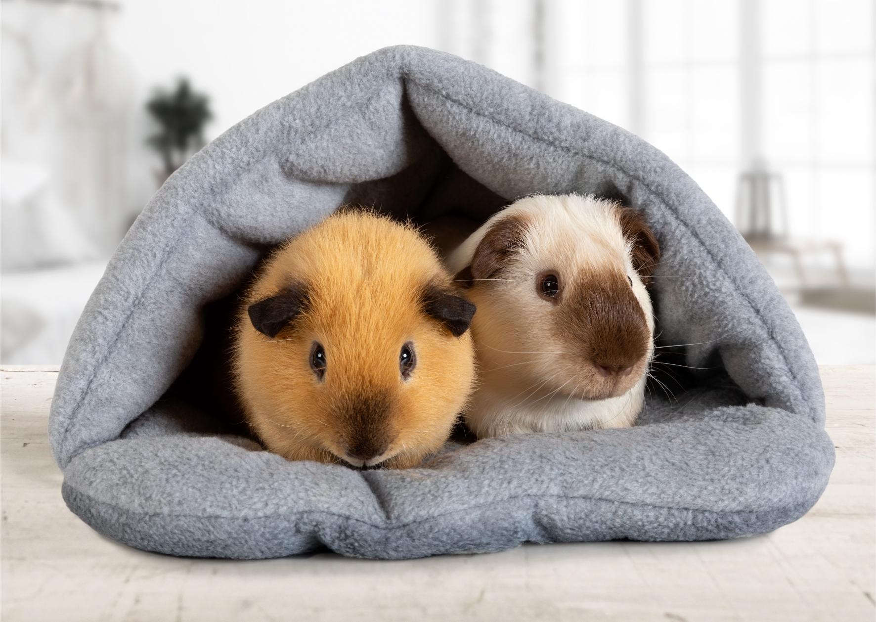 Safe Spring Cleaning for Small Mammals: Avoiding Toxic Scents and Household Chemicals