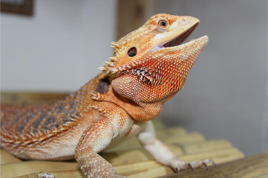 Open-Mouth Breathing in Reptiles: A Sign of Respiratory Disease