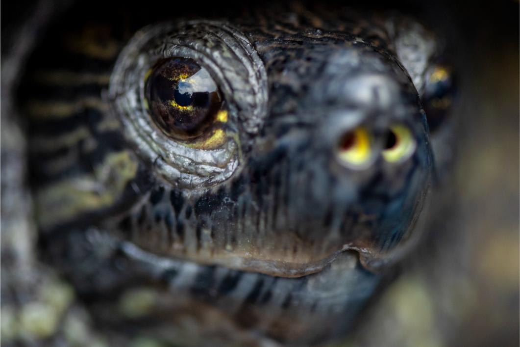 Swollen Eyes in Turtles and Tortoises: Vitamin Deficiency or Infection?