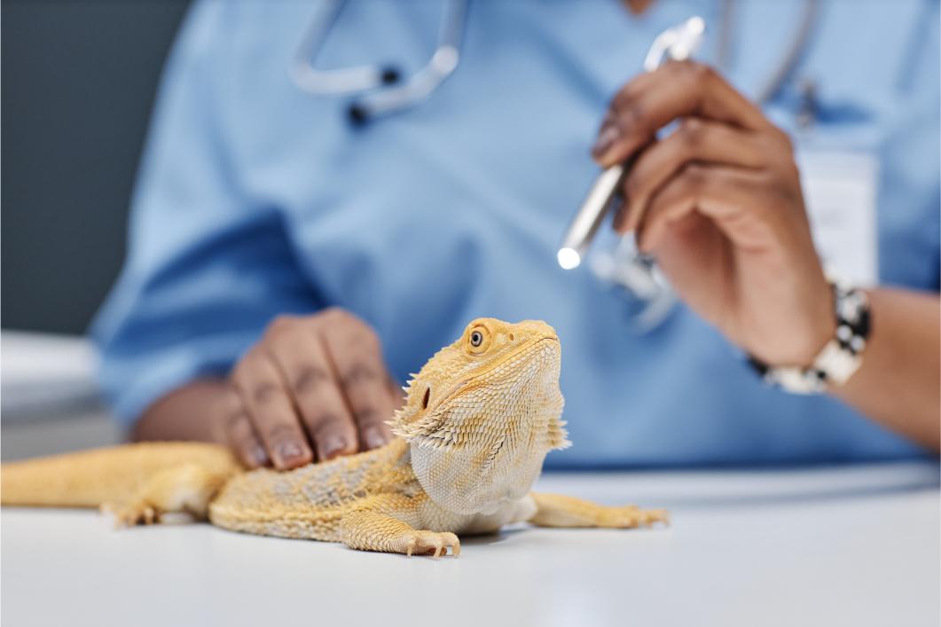 Why Isn’t My Bearded Dragon Eating? Common Causes of Appetite Loss
