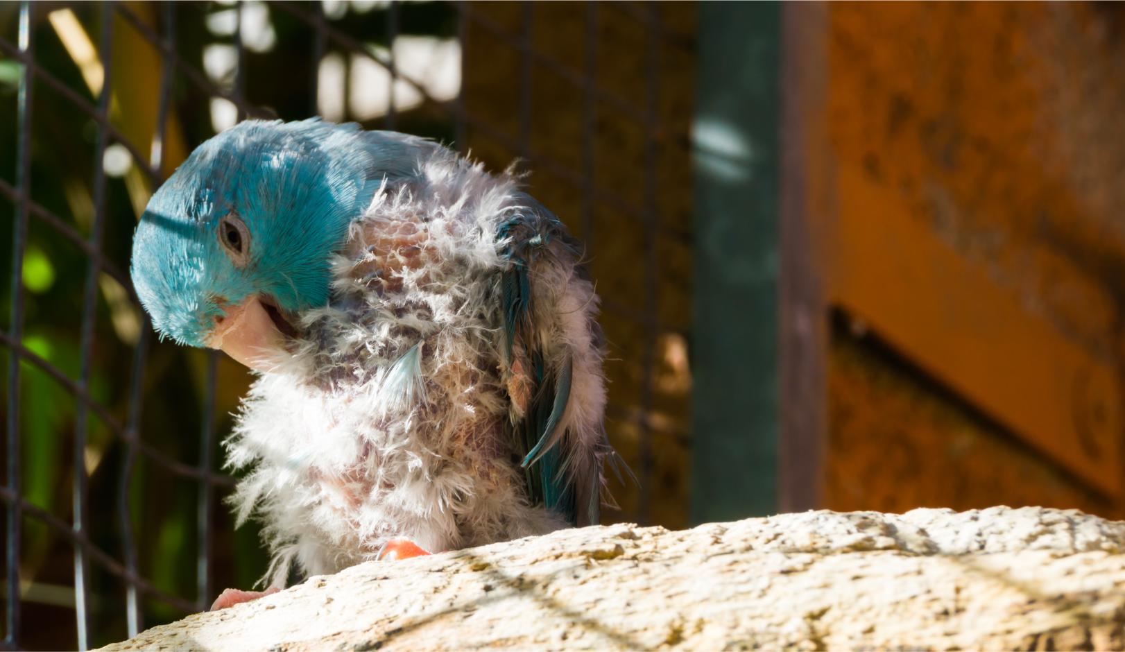 Why Is My Parrot Losing Feathers? Molting vs. Feather Plucking