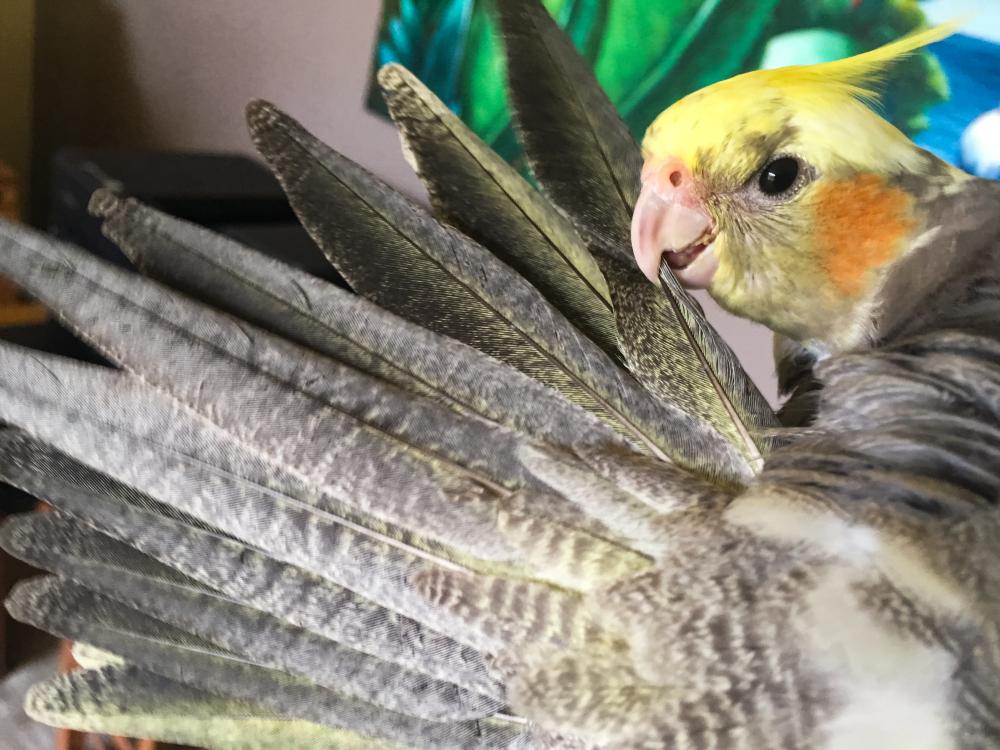 Why Is My Bird Fluffed Up All Day? Signs of Illness Bird Owners Shouldn’t Ignore