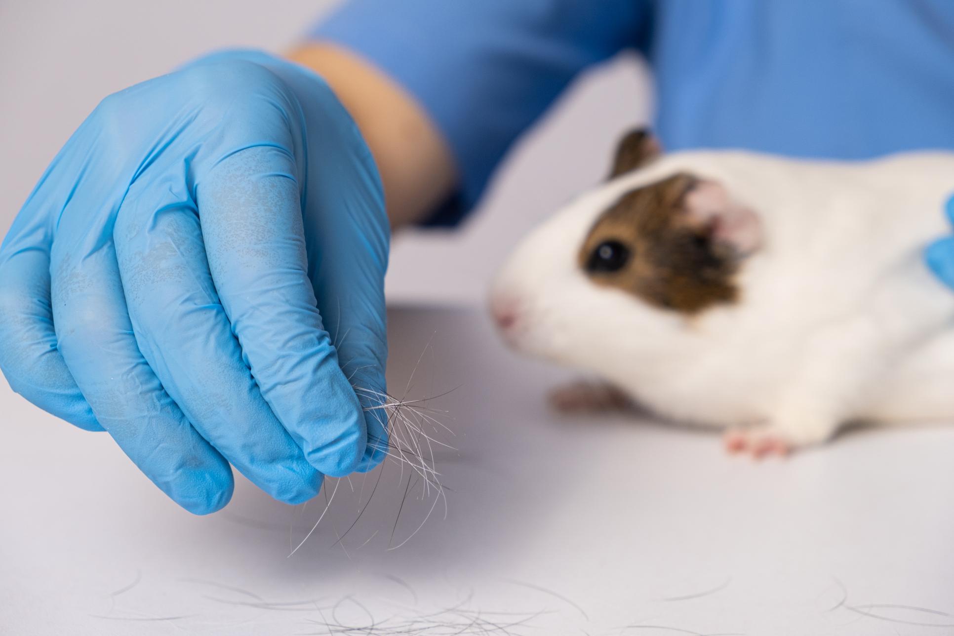 Hair Loss in Guinea Pigs: Parasites, Vitamin Deficiencies, or Something More?