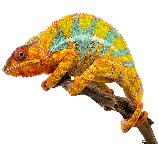 A colorful chameleon A colorful chameleon
