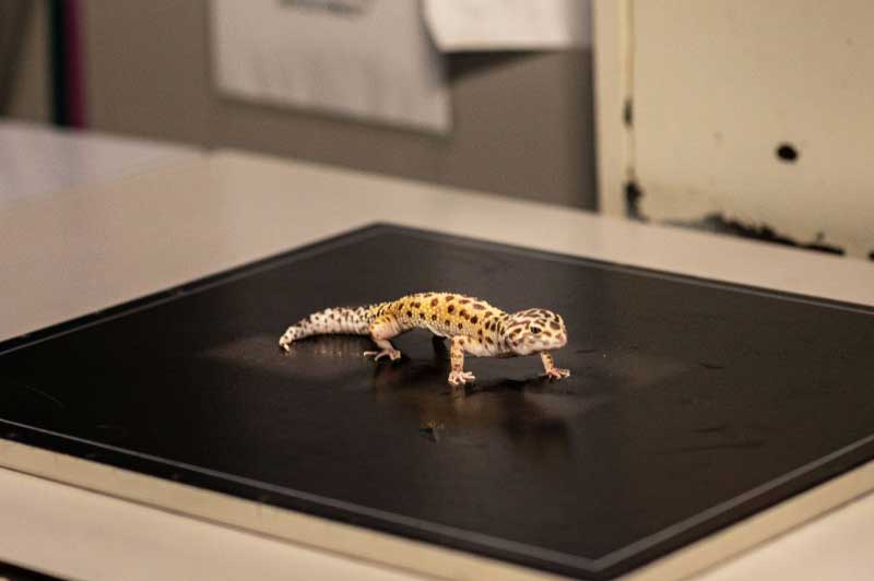 A lizard on the x-ray A lizard on the x-ray