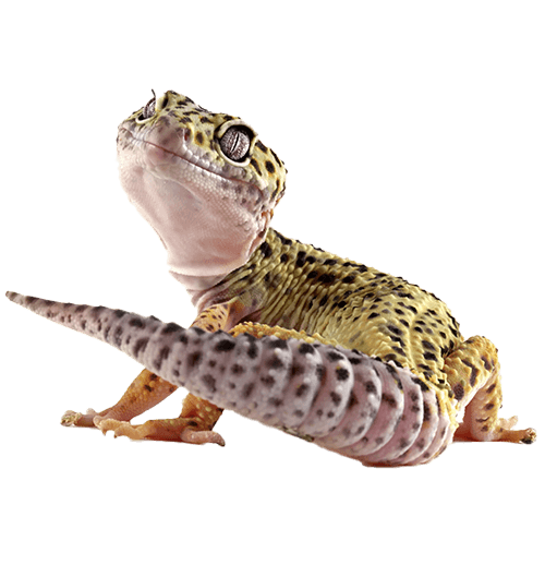 A cheeky lizard A cheeky lizard