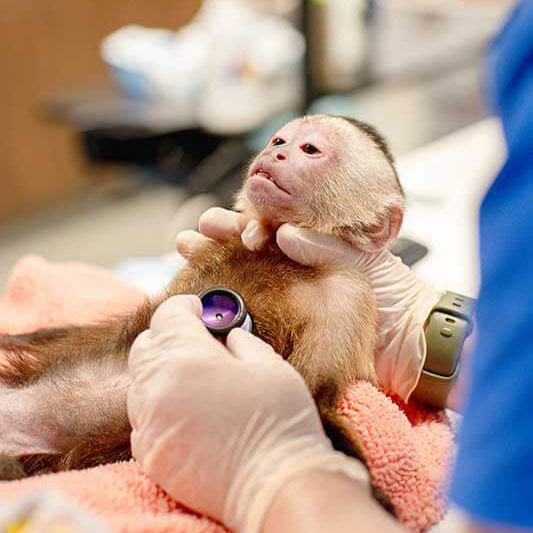 A monkey being examined A monkey being examined