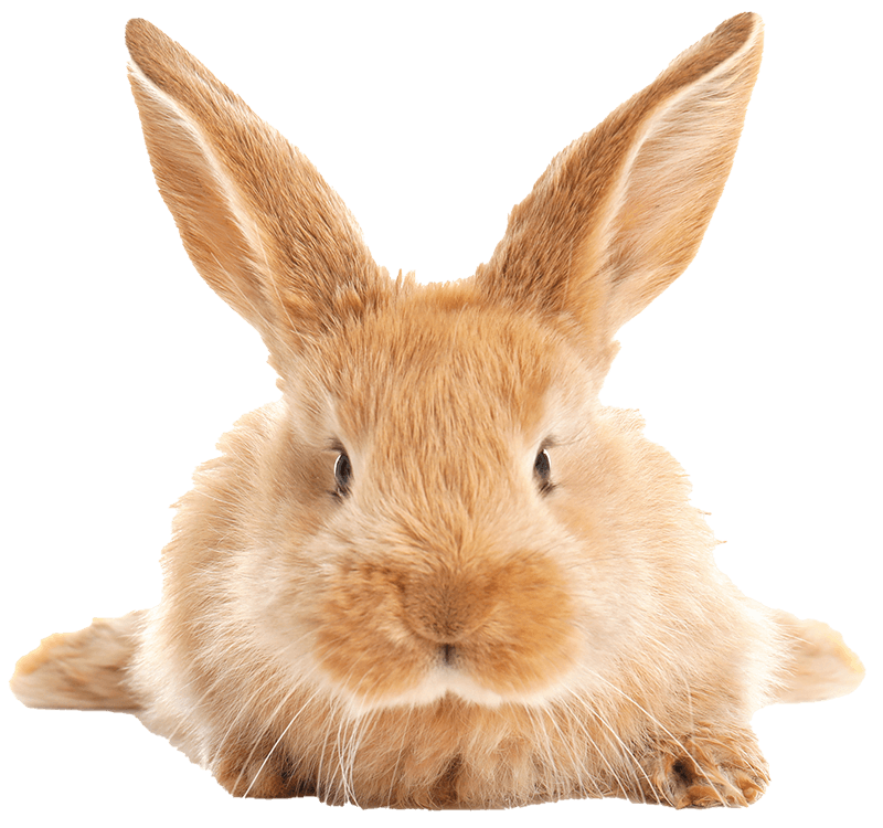A blonde bunny A blonde bunny