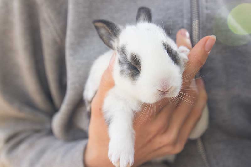 A rabbit being held A rabbit being held