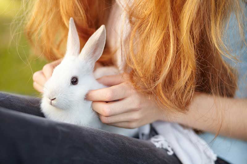 A rabbit being held A rabbit being held
