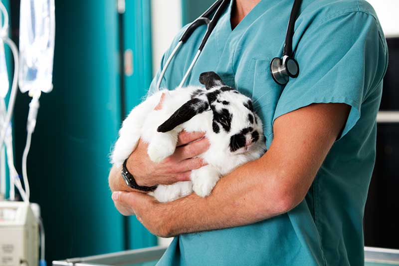 A rabbit being held by a staff member A rabbit being held by a staff member