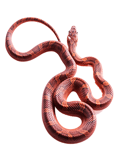 A large snake A large snake