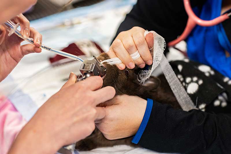 A surgical patient being intubated A surgical patient being intubated