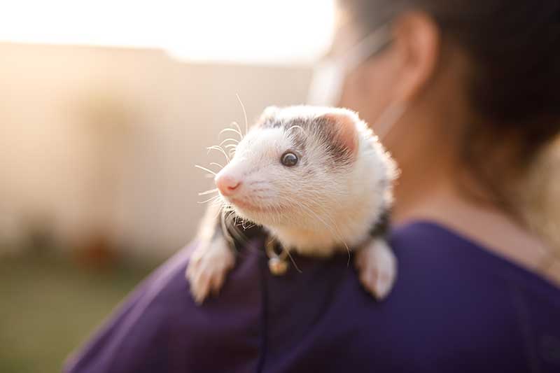 A ferret A ferret