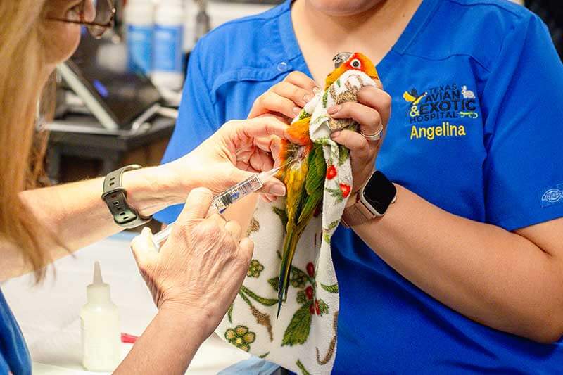 A bird being given an injection A bird being given an injection
