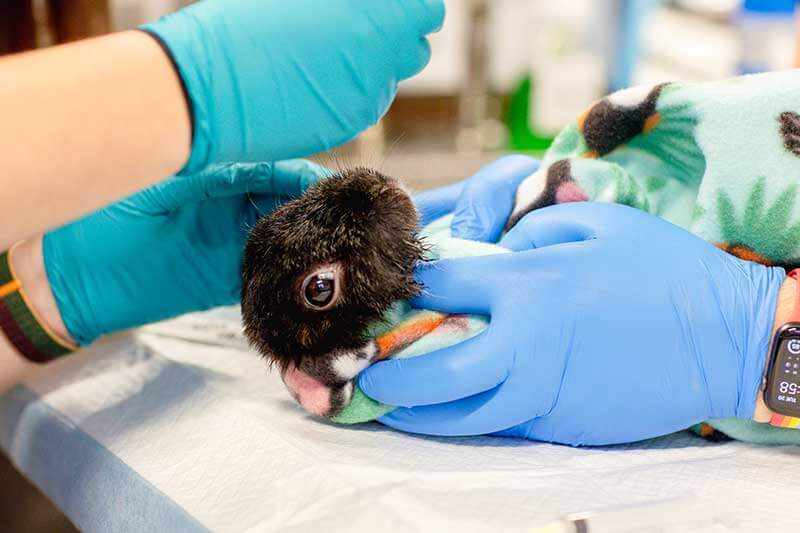 A bunny A bunny